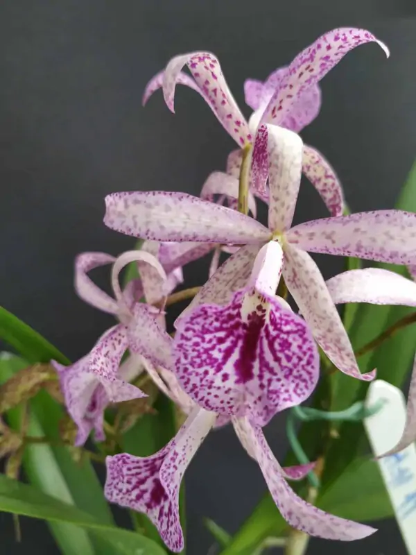 Cattleya Híbrida H#11 Maikai Louise