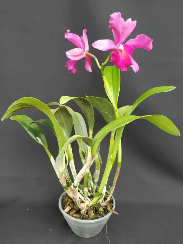 Cattleya Híbrida H#12