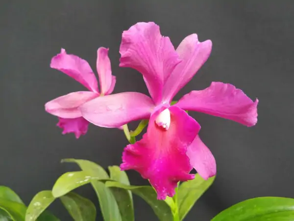 Cattleya Híbrida H#12