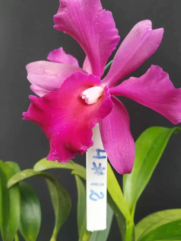 Cattleya Híbrida H#12