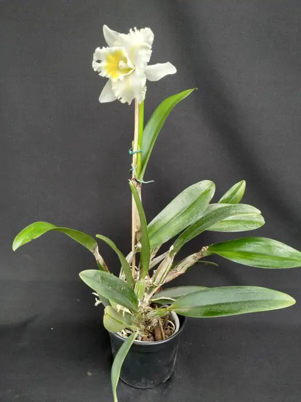 Cattleya Híbrida H#13