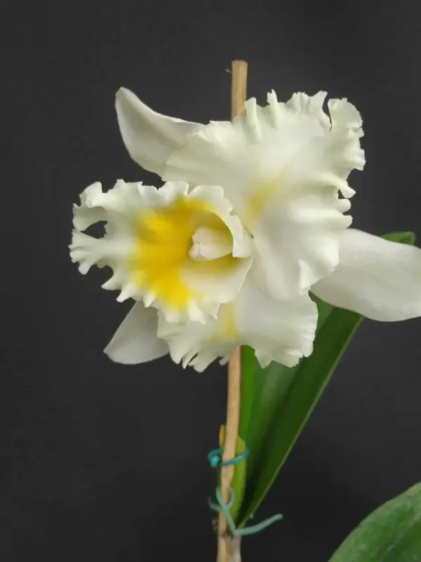 Cattleya Híbrida H#13