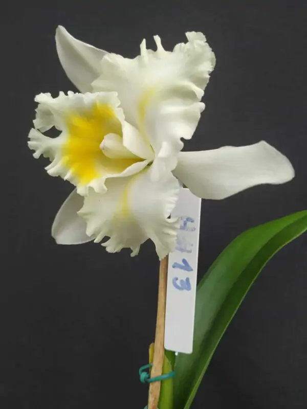 Cattleya Híbrida H#13