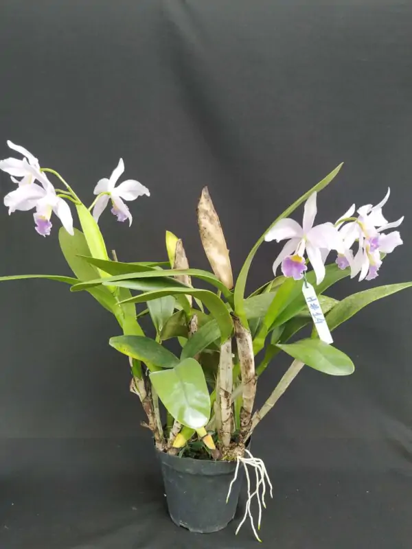 Cattleya Híbrida H#14