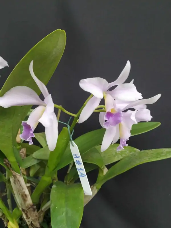 Cattleya Híbrida H#14