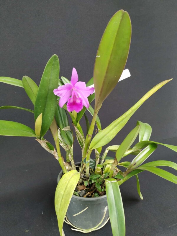 Cattleya Diferentes sob Encomenda