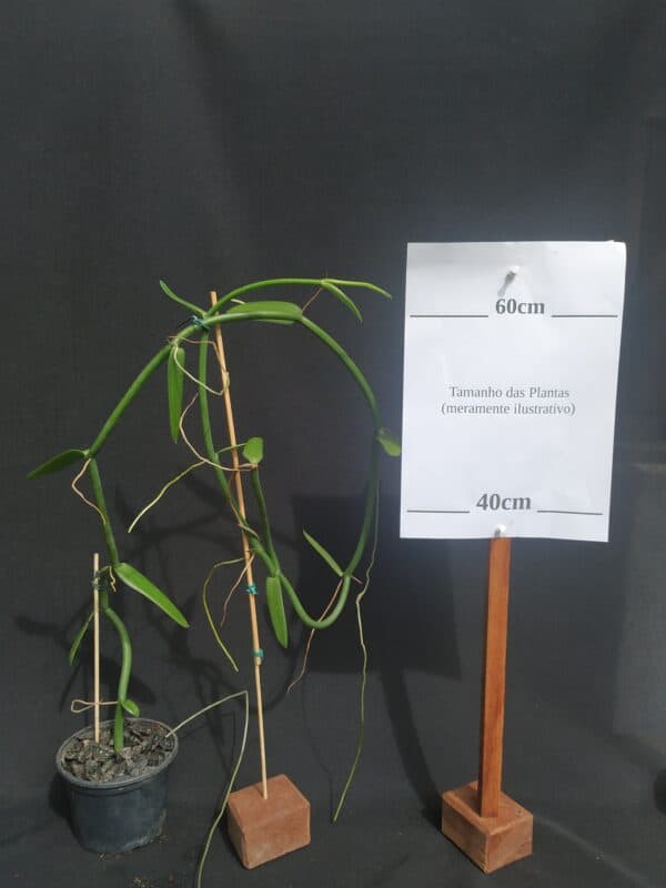 Orquídea Vanilla (sem flor)