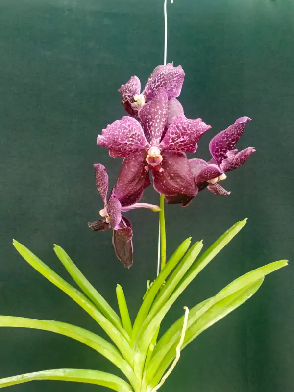 Vanda Lilas Estreita