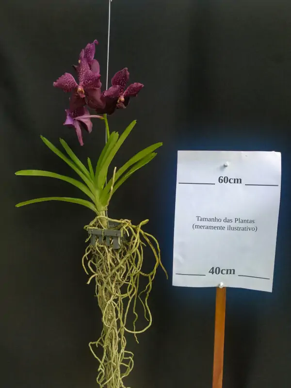 Vanda Lilas Estreita