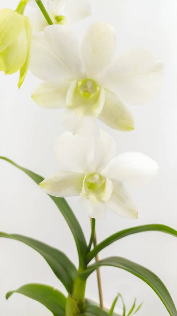 Denphal Branca com Flor Curva