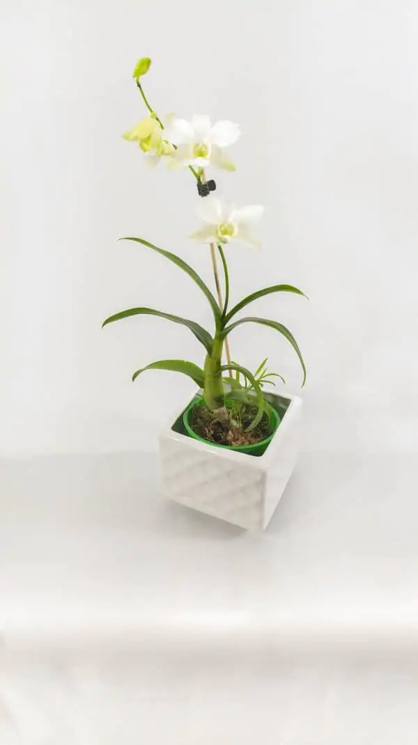 Denphal Branca com Flor Curva