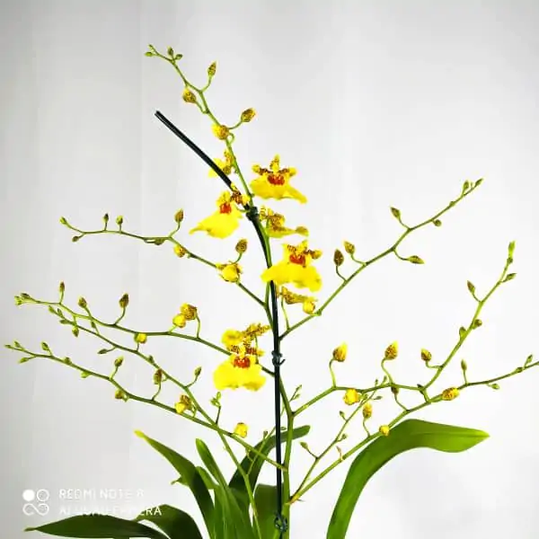 Oncidium Amarelo Grande