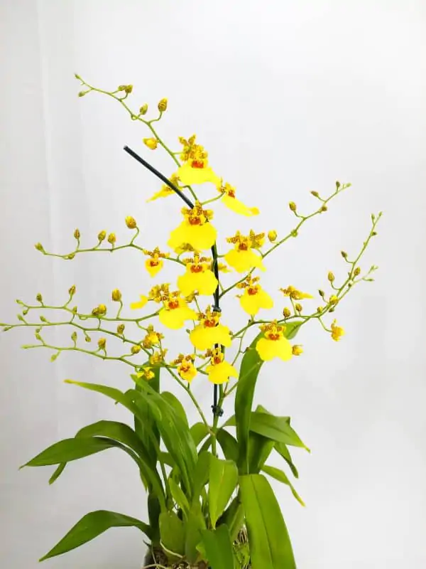 Oncidium Amarelo Grande