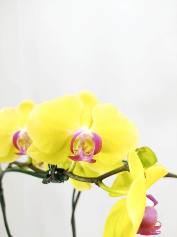 Phalaenopsis Amarelo Forte com Labelo Lilás