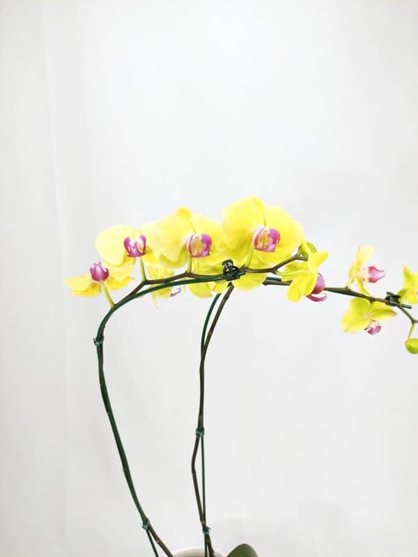 Phalaenopsis Amarelo Forte com Labelo Lilás