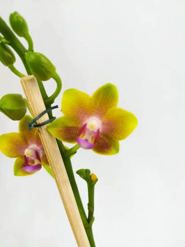 Phalaenopsis Amarela com Flor Pequena