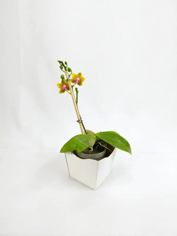 Phalaenopsis Amarela com Flor Pequena