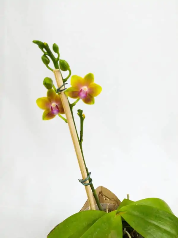 Phalaenopsis Amarela com Flor Pequena