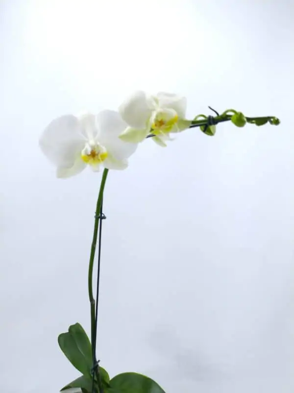 Phalaenopsis Branca