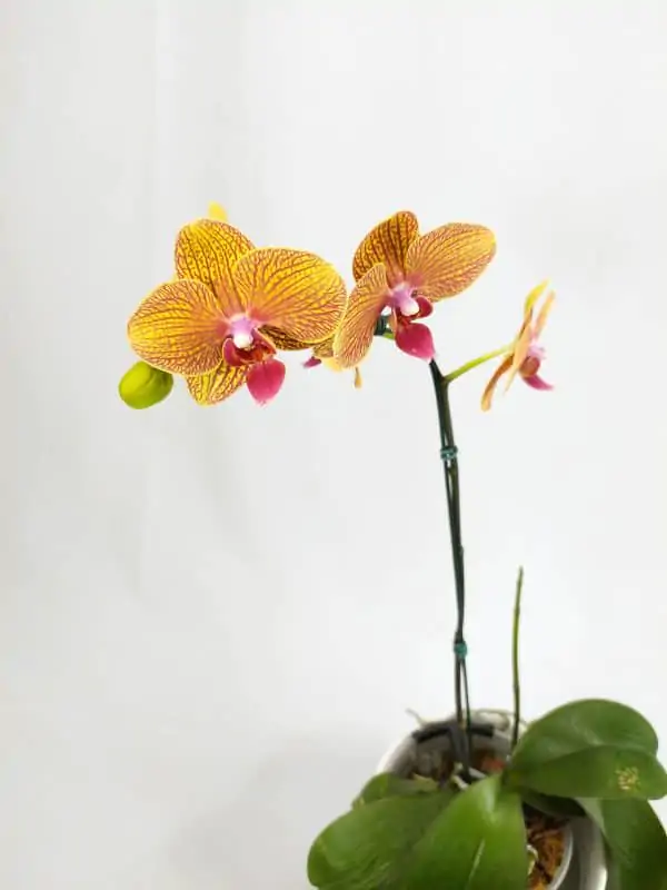 Phalaenopsis Salmão com Listras Lilás