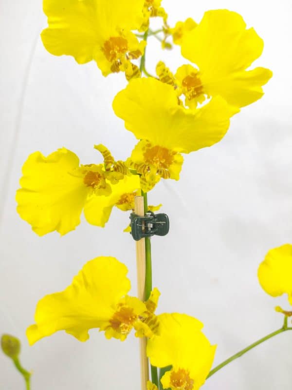 Oncidium Amarelo Pequeno