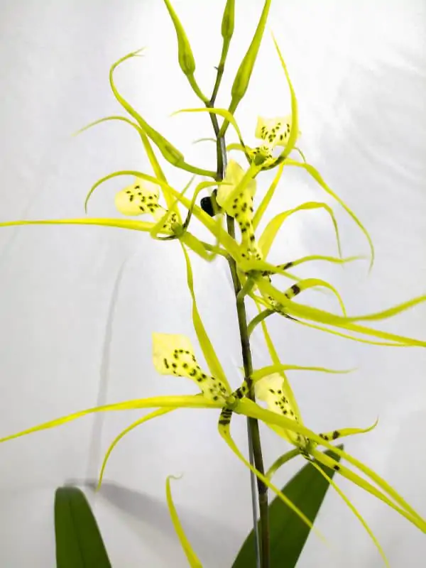 Oncidium Brassia Verde