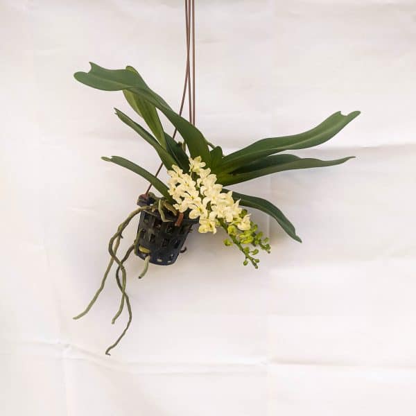 Rhynchostylis Branca
