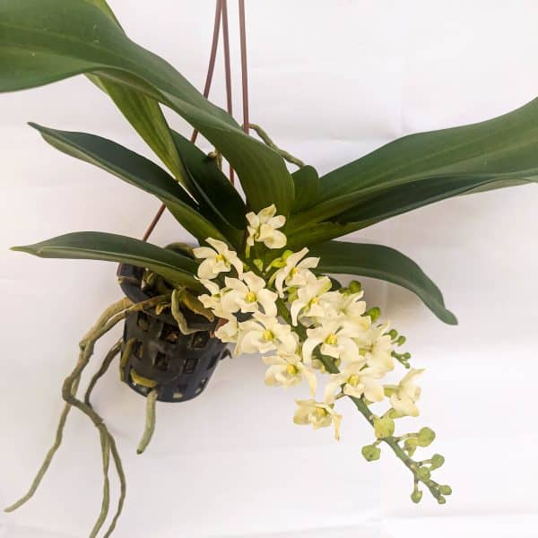 Rhynchostylis Branca