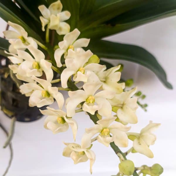 Rhynchostylis Branca