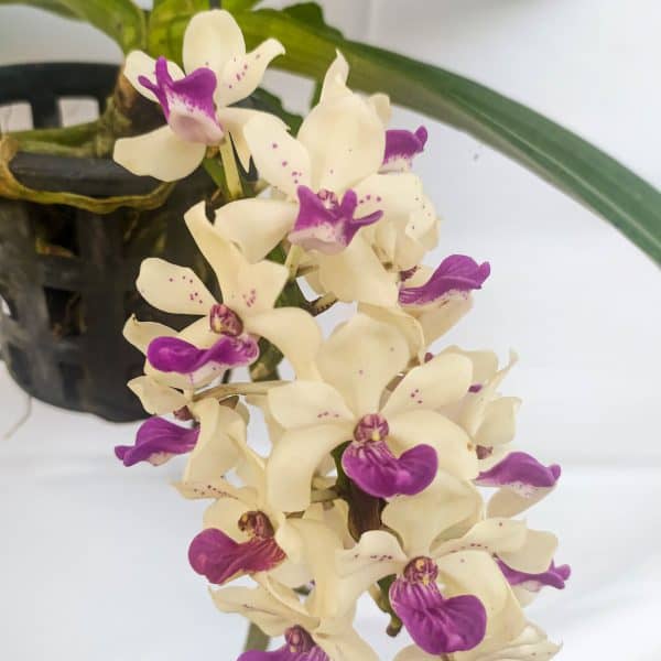 Rhynchostylis Branca e Lilás