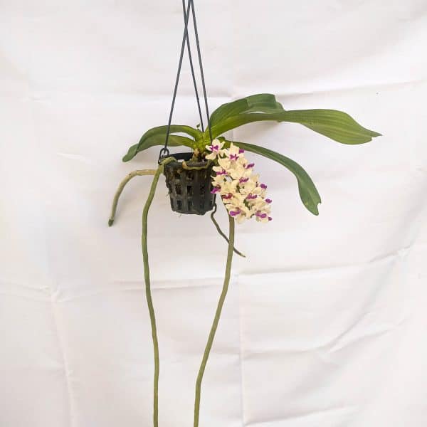 Rhynchostylis Branca e Lilás
