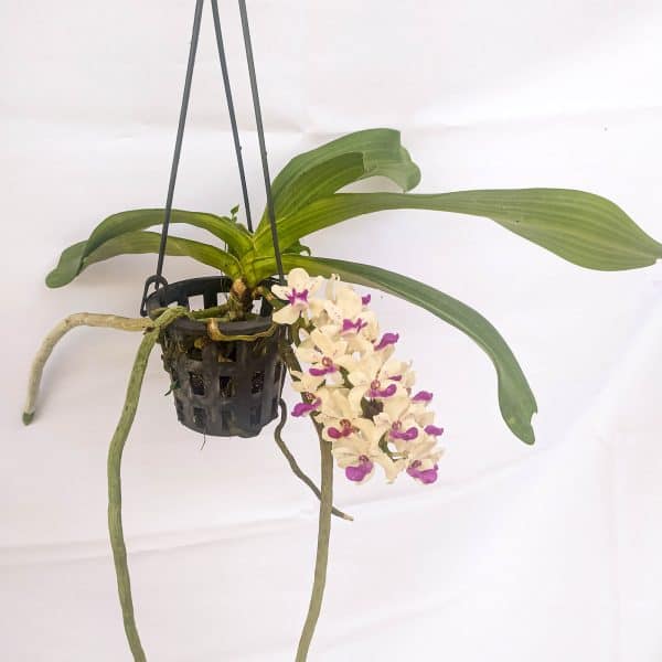 Rhynchostylis Branca e Lilás