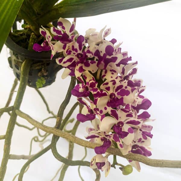 Rhynchostylis Branca com Pintas Lilás