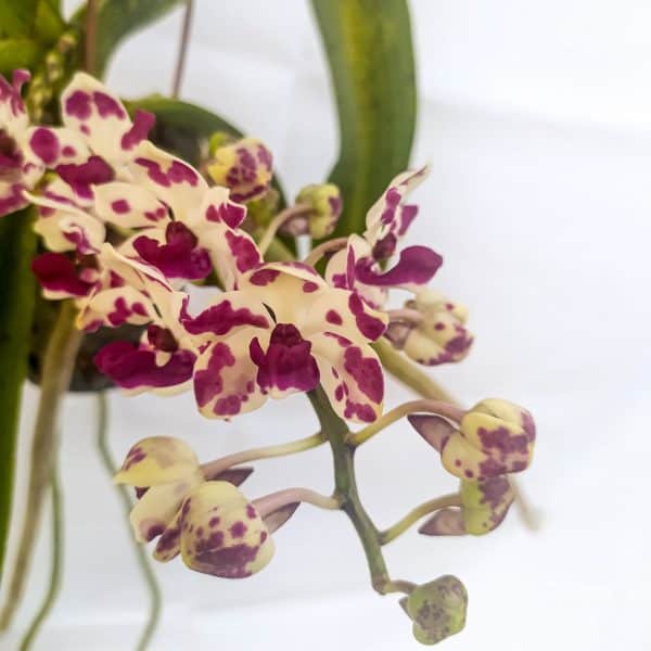Rhynchostylis Branca com Pintas Lilás