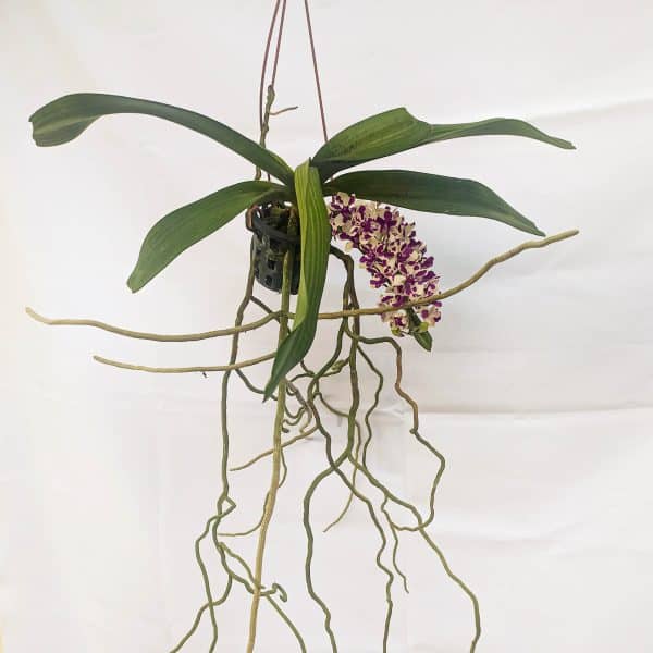 Rhynchostylis Branca com Pintas Lilás