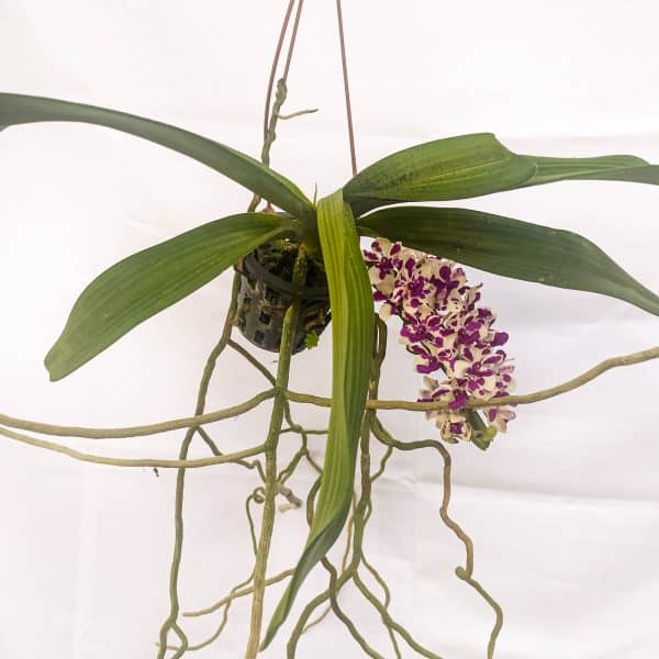 Rhynchostylis Branca com Pintas Lilás
