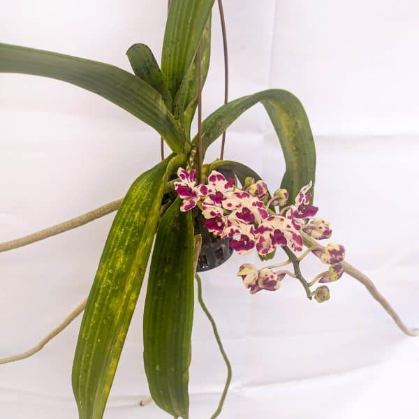 Rhynchostylis Branca com Pintas Lilás